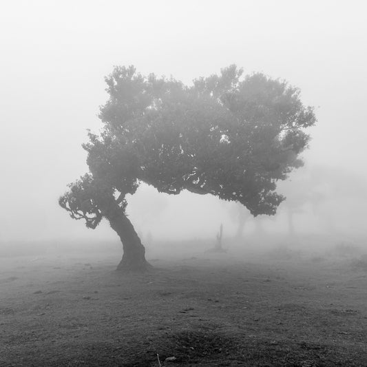 arbre de vie - cadeaux - cerisier