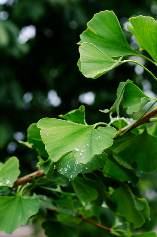 Ginkgo biloba au jardin en automne, arbre majestueux au feuillage doré, symbole de longévité et facile d’entretien