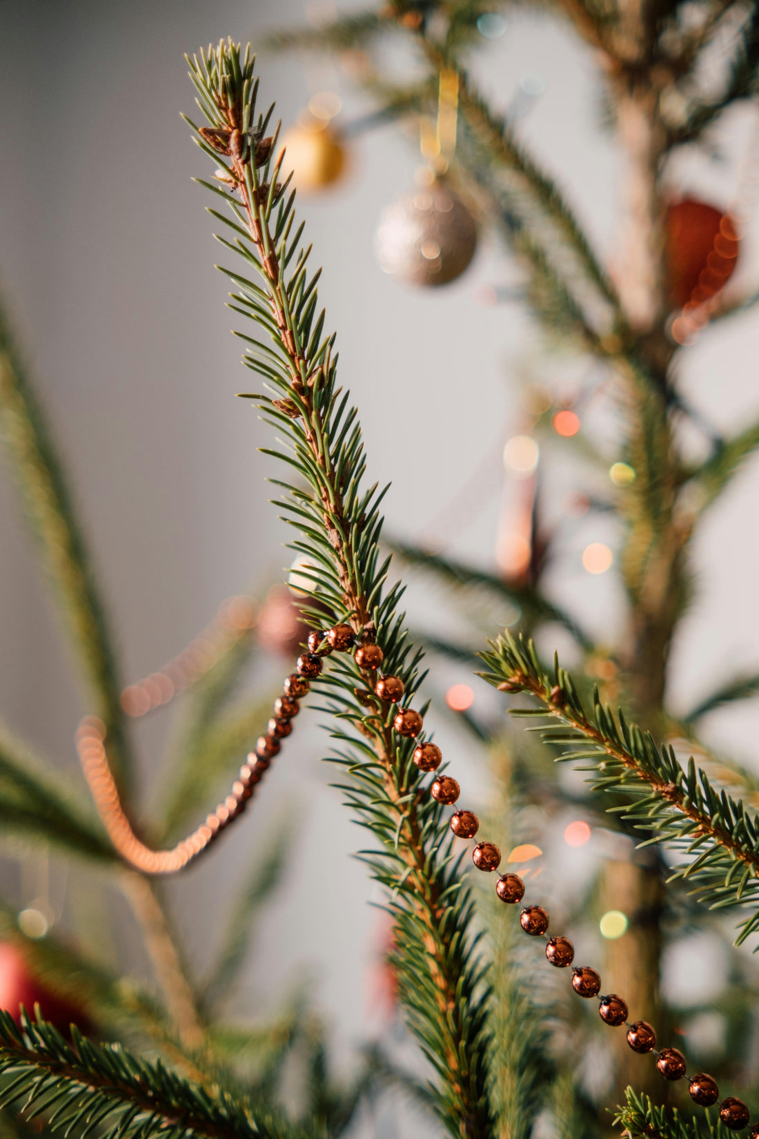 Sapin de Noël en pot décoré prêt à être replanté après les fêtes
