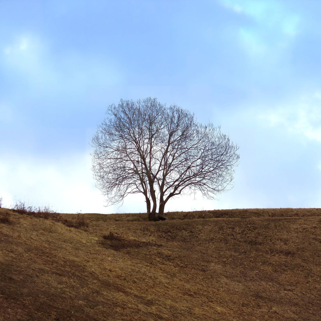 arbre - automne - hiver - cadeaux