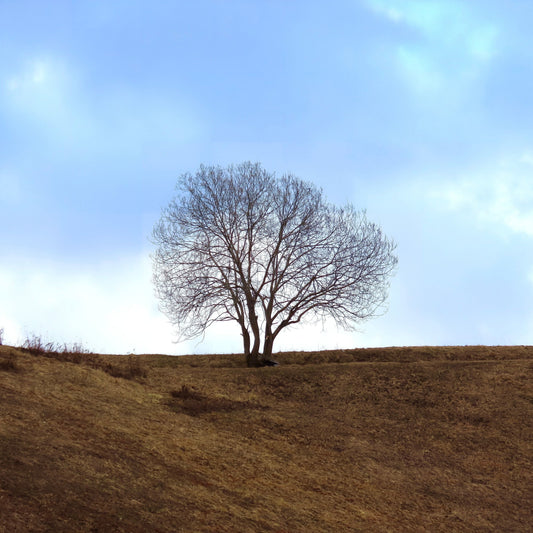 arbre - automne - hiver - cadeaux