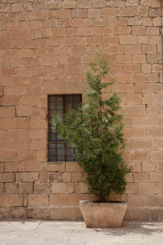 arbre-en-pot-idées-cadeaux
