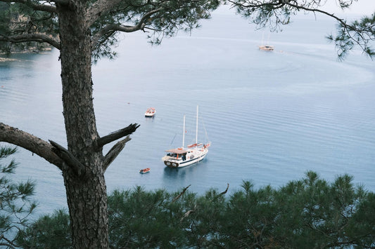 Arbre résistant planté en bord de mer dans un jardin exposé au vent et aux embruns