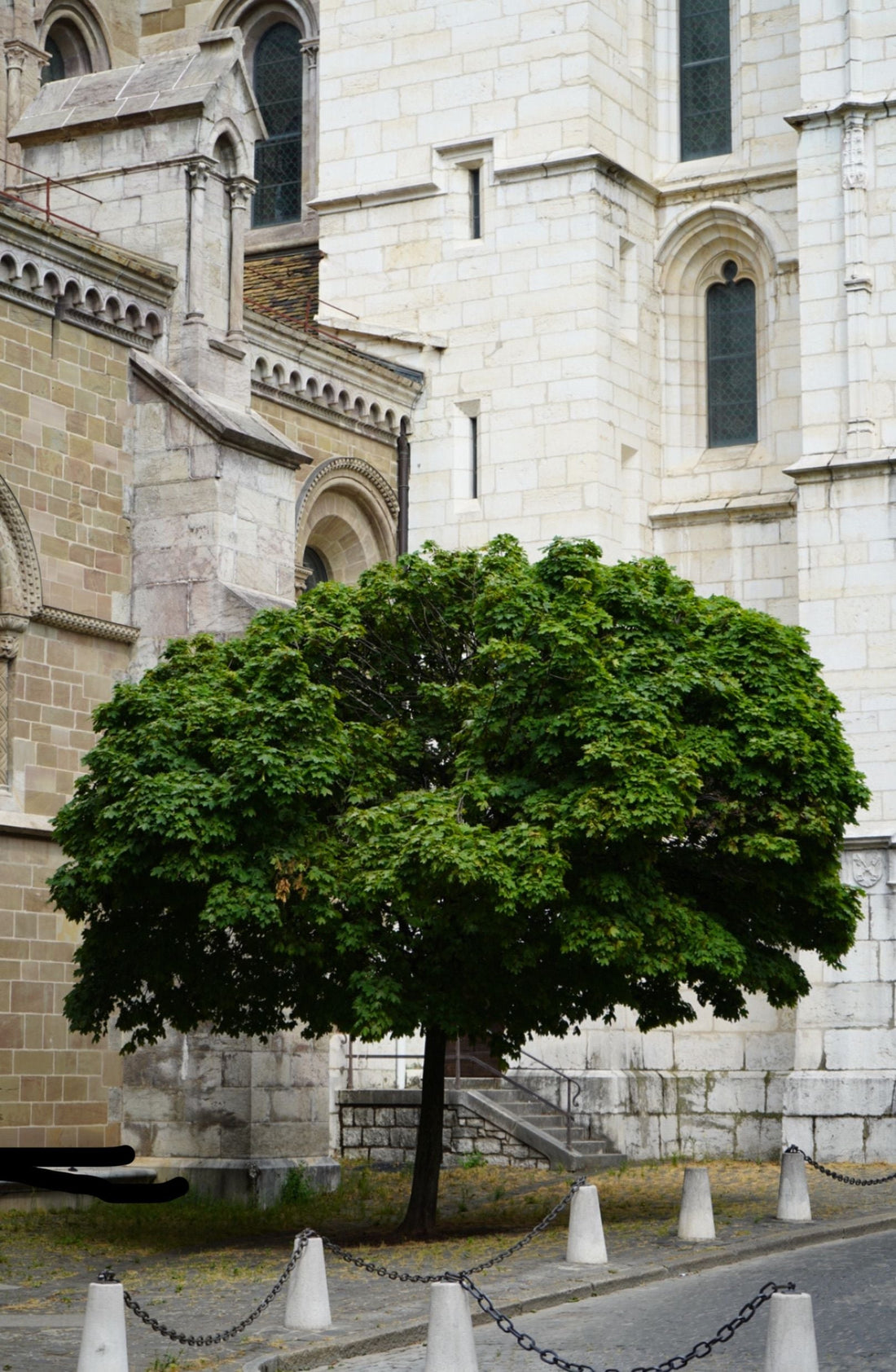 livraison-arbre-juste-un-arbre-livraison-rapide