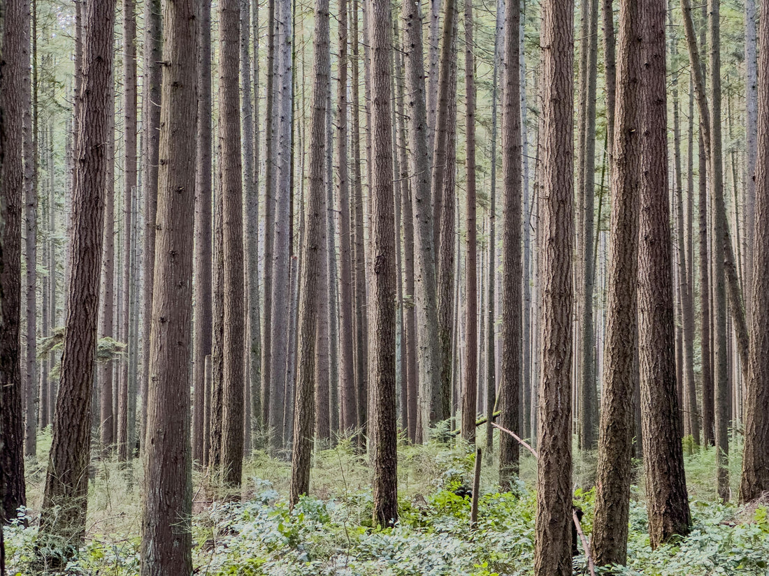 Plantation d’un jeune arbre en pleine terre pour capturer du CO2