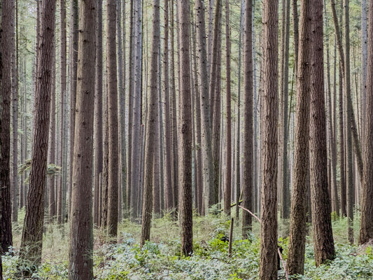 Plantation d’un jeune arbre en pleine terre pour capturer du CO2