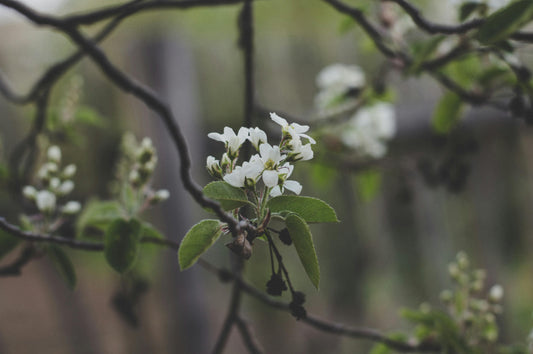 Poirier Conférence en fleurs et en fruits dans un jardin familial