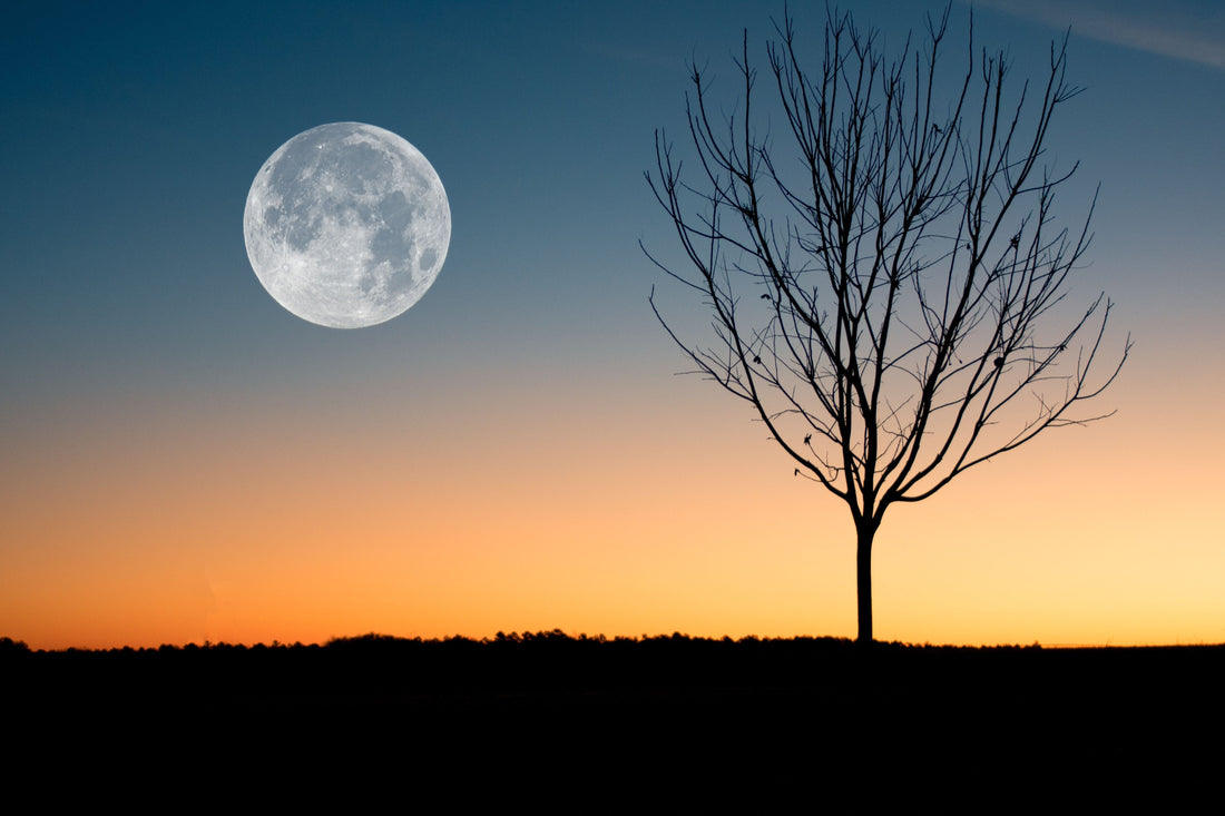 arbre - cadeaux - offrir 