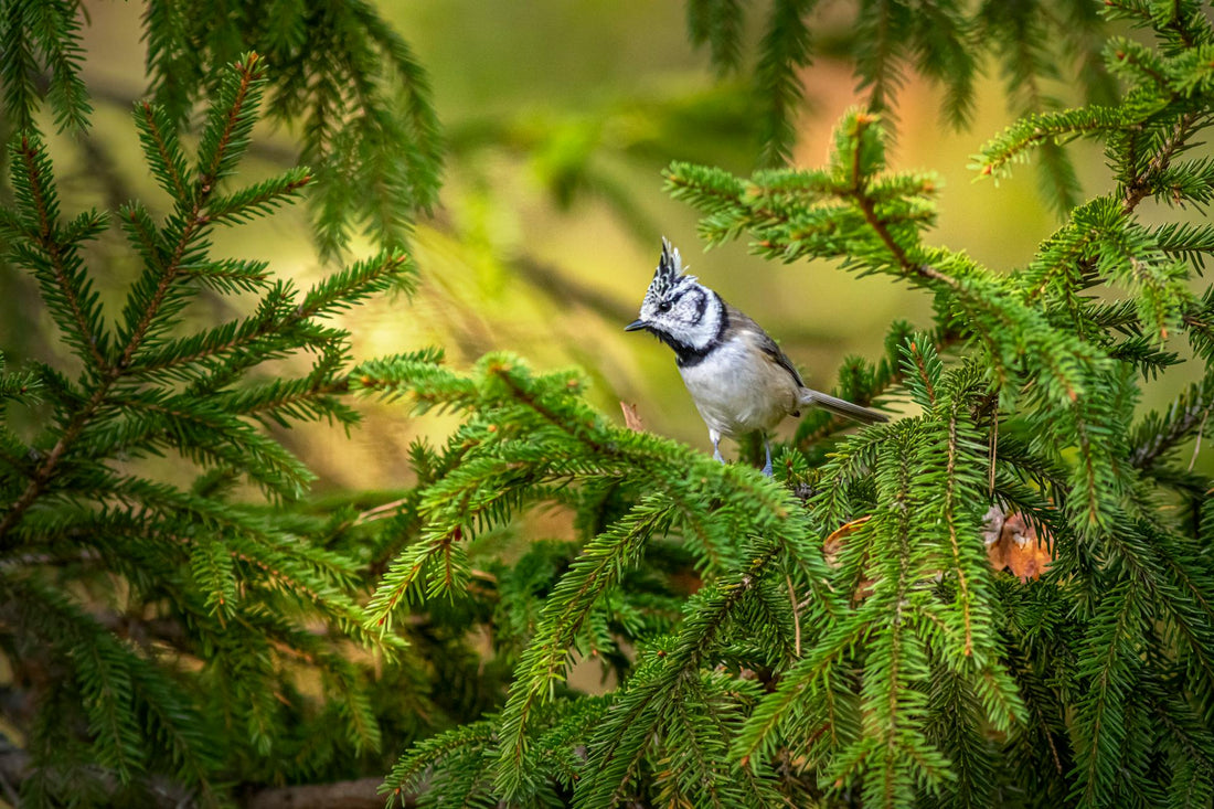 Chêne ancien avec cavités naturelles servant de refuge à des oiseaux et petits mammifères