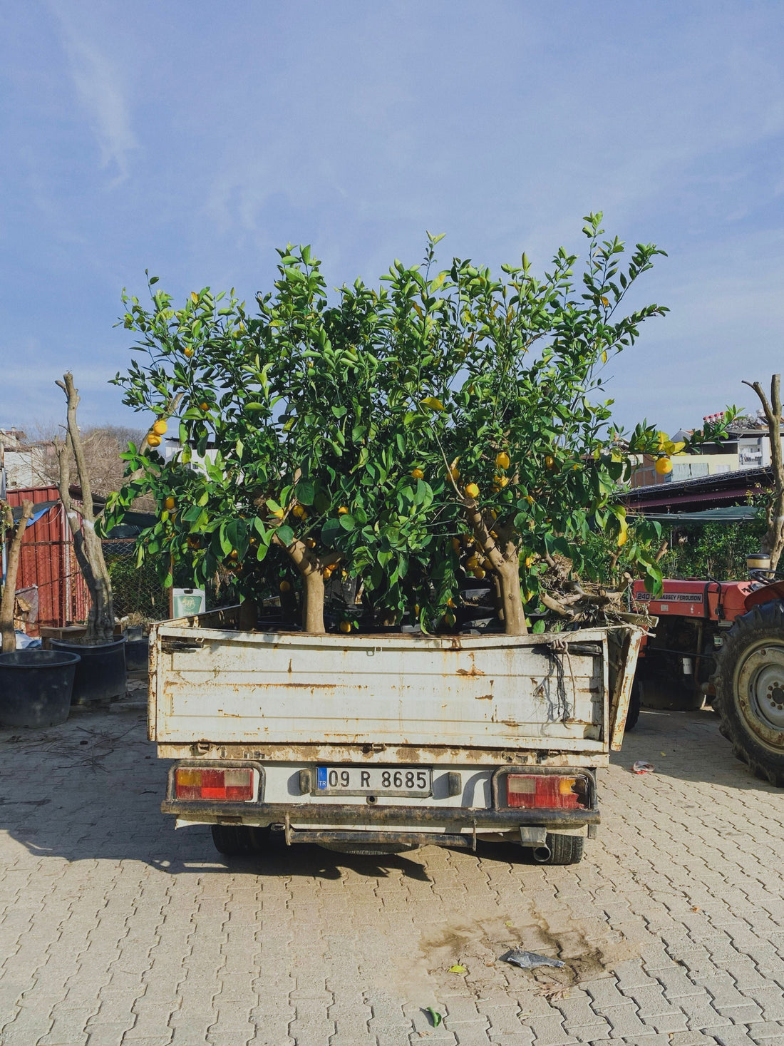 arbre- citronnier- cadeaux