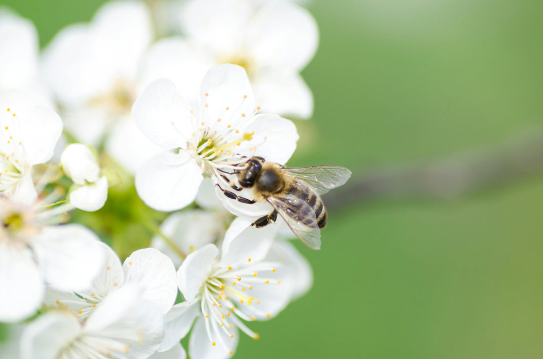 Arbre symbolique planté pour soutenir les pollinisateurs et la biodiversité locale