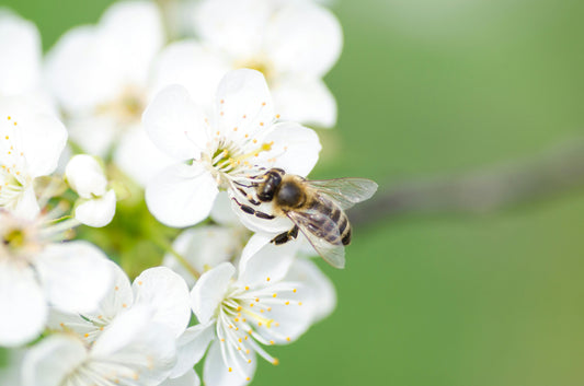 Arbre symbolique planté pour soutenir les pollinisateurs et la biodiversité locale