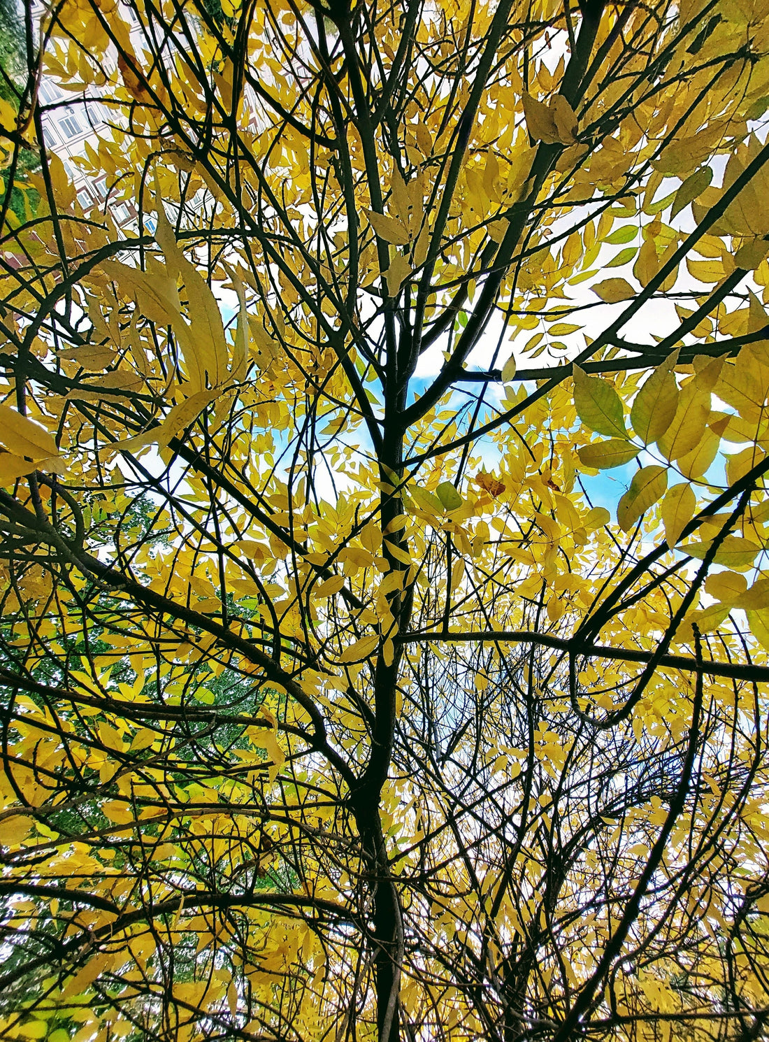 belle arbre jaune feuillés à offrir 