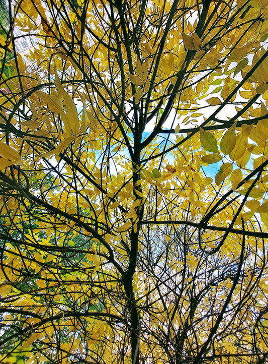 belle arbre jaune feuillés à offrir 