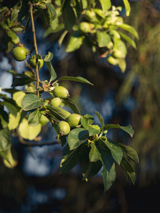 arbres-fruitiers-pépins-idées-cadeaux