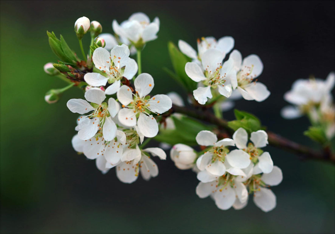 arbres qui fleurissent au printemps jardin magnolia cerisier pommier arbre floraison printaniere jardin fleuri