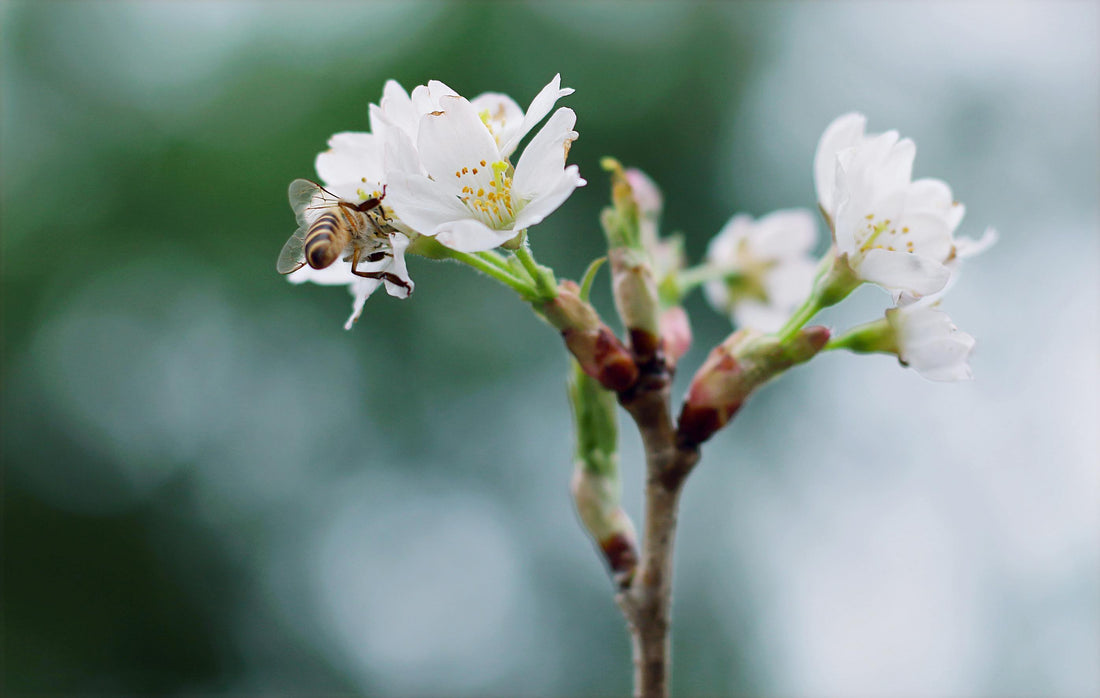 Abeille sur un arbre ; Abeille plante 