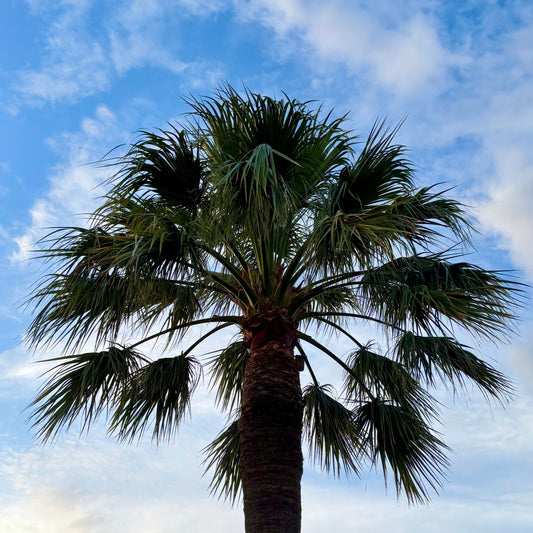 arbre-arrosé-arbreà-offrir