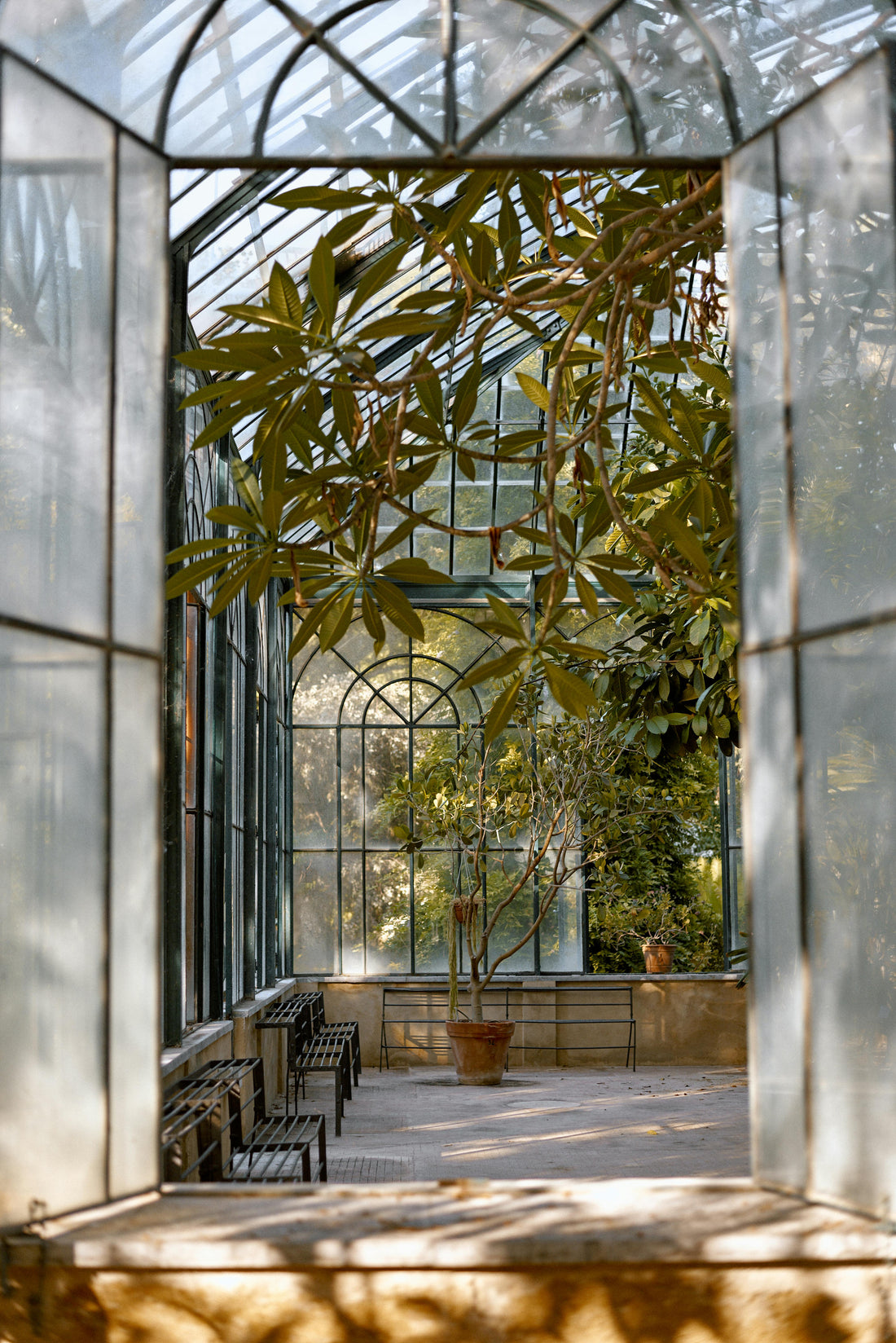 Quel arbre planter dans un jardin méditerranéen ? Les 7 meilleures espèces