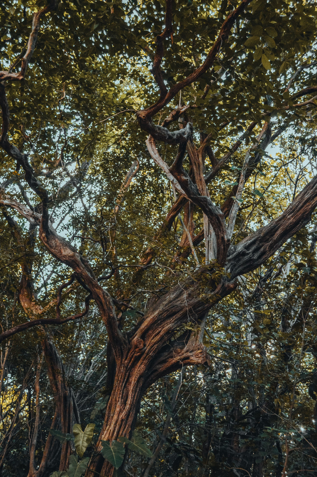 arbre à offrir avec une beau cadre visuel