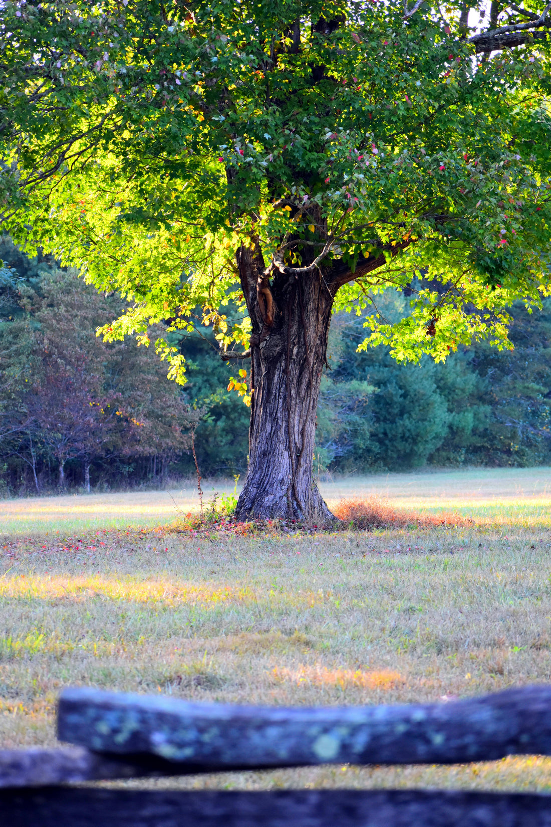 Symbolique spirituelle des arbres et signification des essences