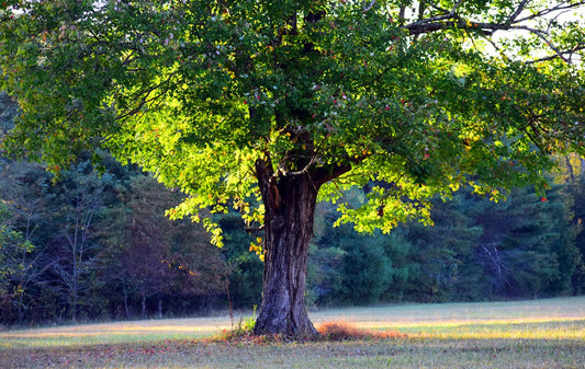 Arbre harmonieux dans un jardin, choix adapté à la taille de l’espace extérieur