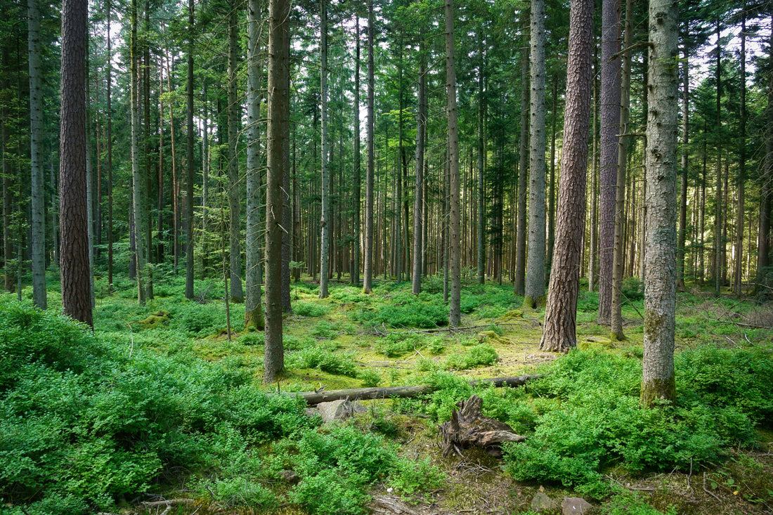 arbres-forets-futur-idées cadeaux