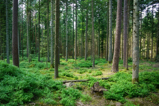 arbres-forets-futur-idées cadeaux
