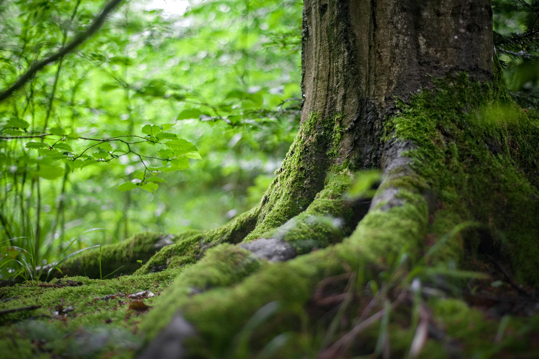 Les arbres : Signification et Symbolique Spirituelle à Travers les Cultures
