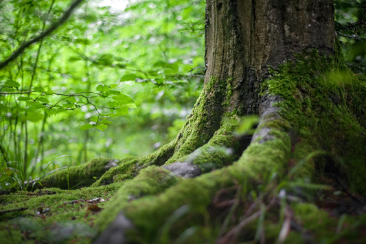 Les arbres : Signification et Symbolique Spirituelle à Travers les Cultures