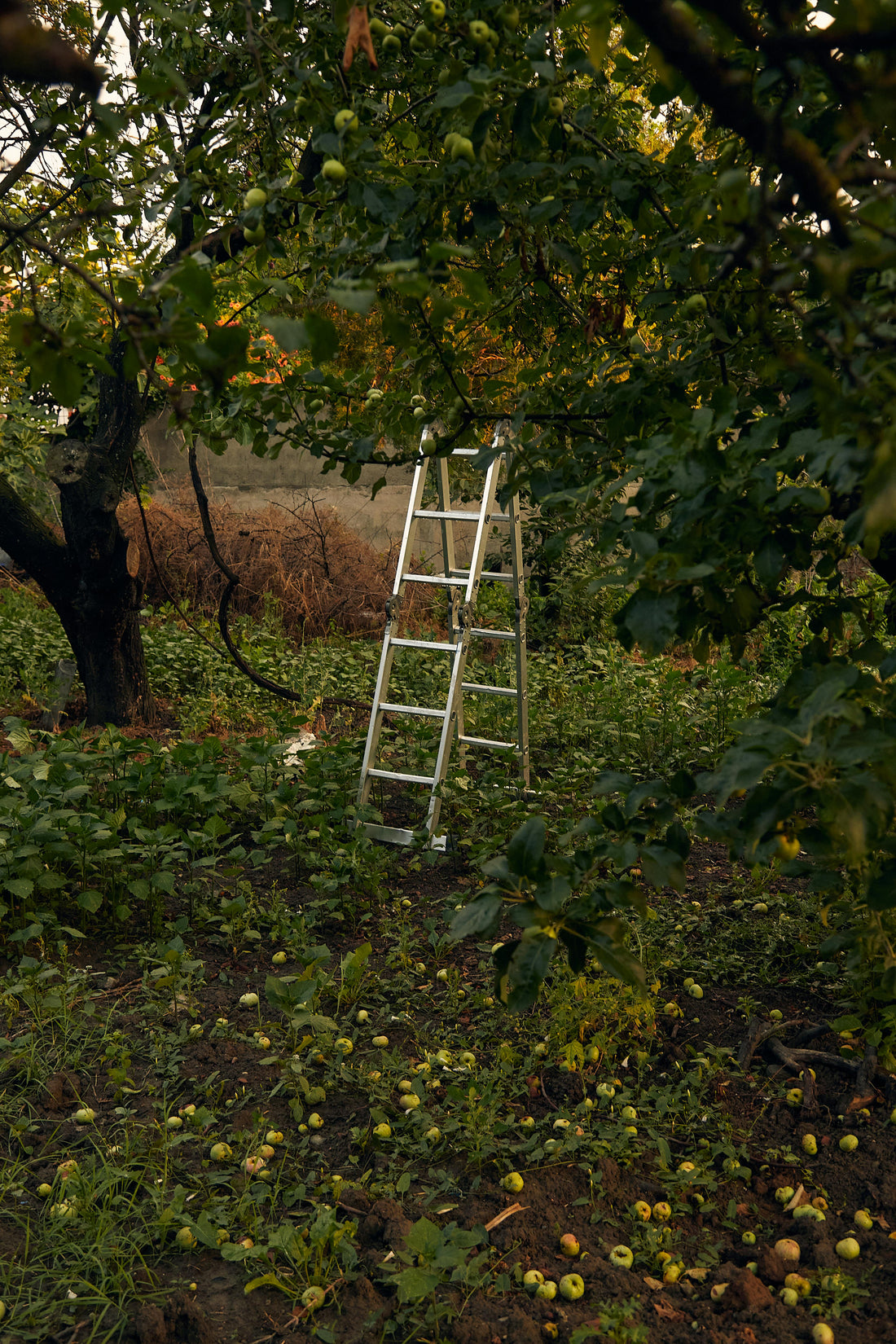 Le Guide des Arbres Fruitiers : Choisir, Planter et Récolter chez Soi