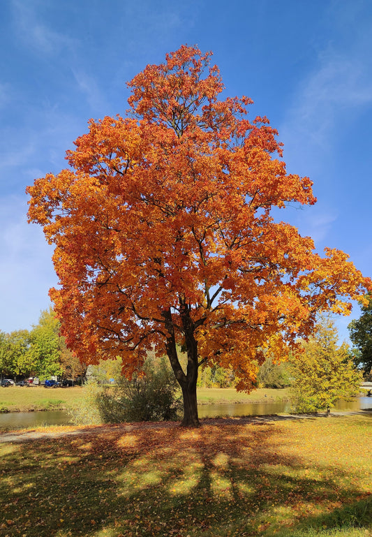 arbre-automne