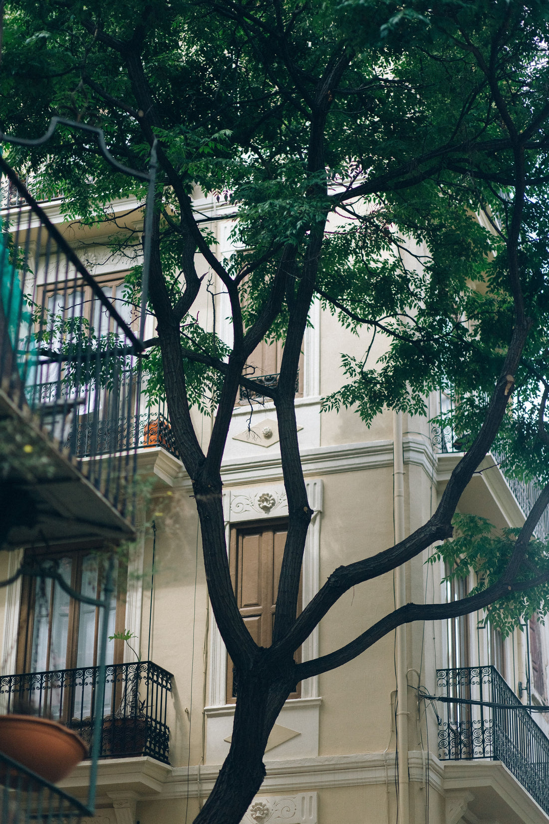arbre-balcon-offrir