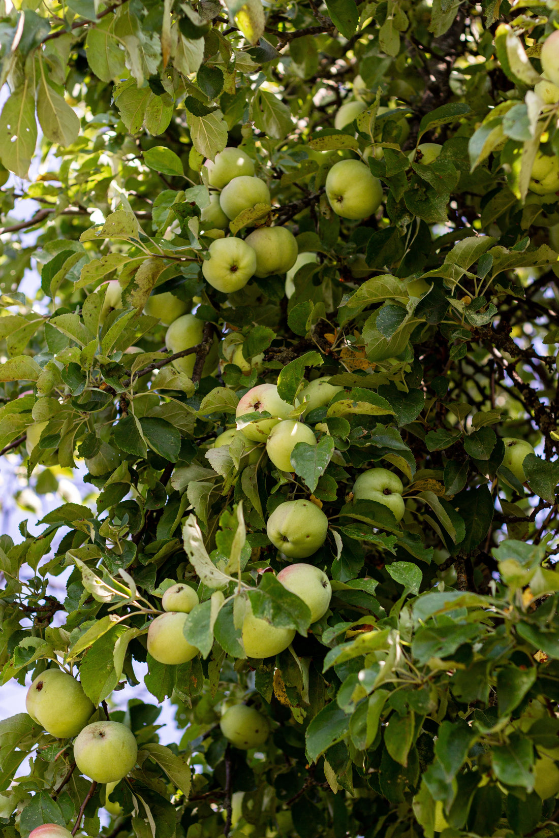 arbre-fruitier-idée-cadeaux