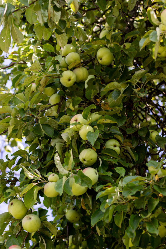arbre-fruitier-idée-cadeaux
