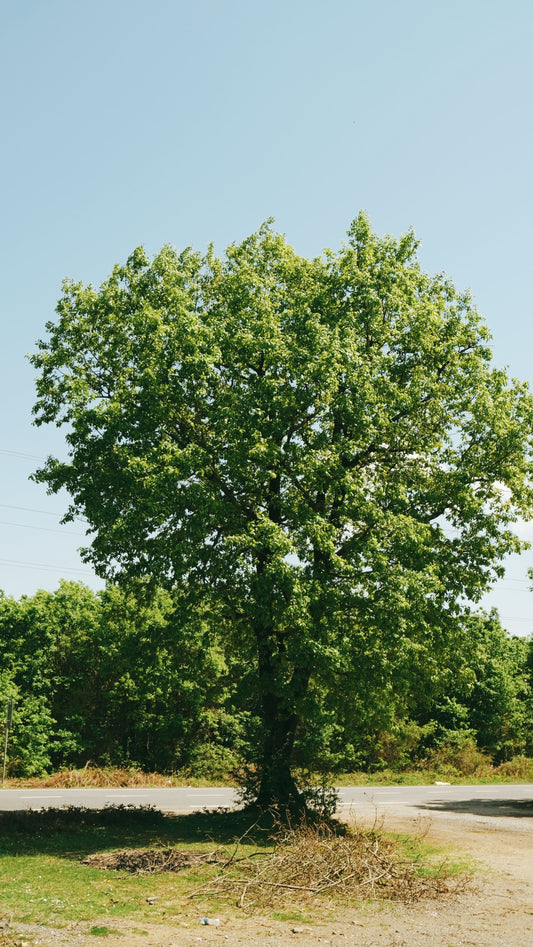 arbre-photographie-idées-cadeaux-citronnier