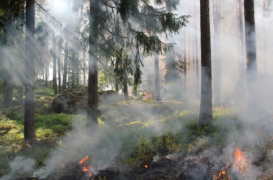 feux-de-forets-sensibiliation-idées-cadeaux