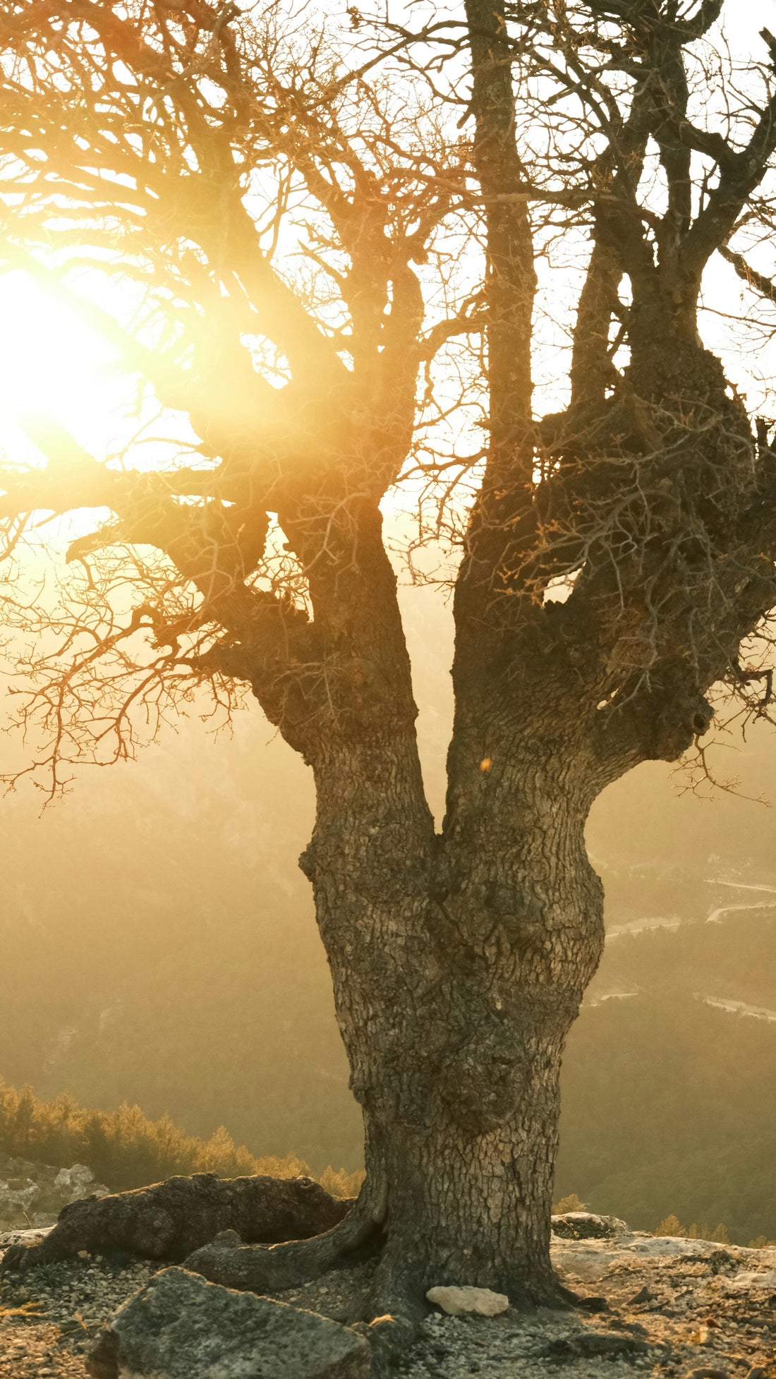 Arbres résistants au réchauffement climatique 