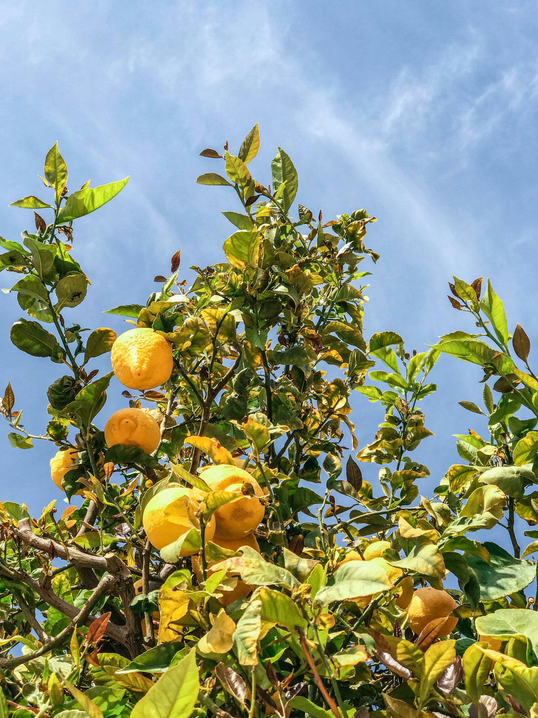 Citronnier Citrus limon Quatre Saisons en fleurs et fruits – culture en pot ou pleine terre