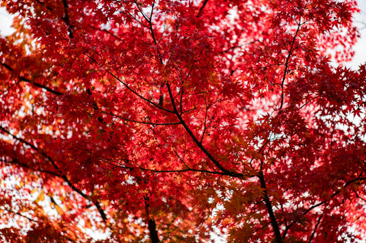 Érable du Japon aux feuilles rouges flamboyantes en automne dans un jardin