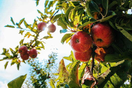 Pommier Reine des Reinettes en fleur ou en fruit dans un jardin traditionnel