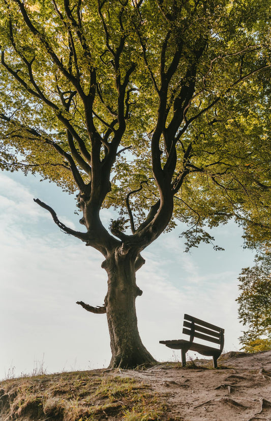 Arbre planté en hommage lors d’un enterrement, alternative durable aux fleurs coupées