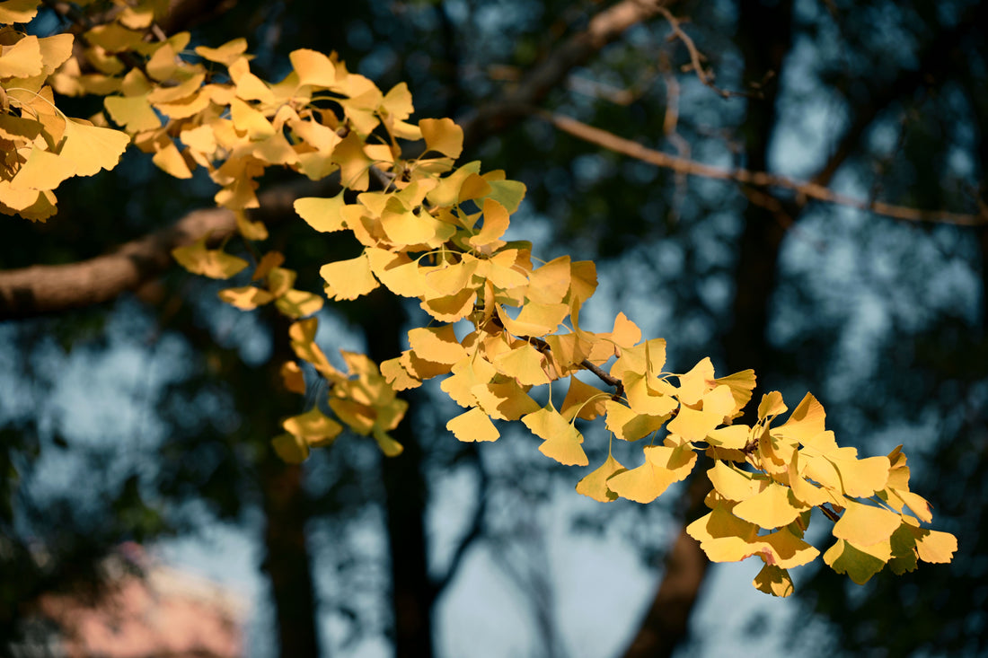odeur ginkgo 