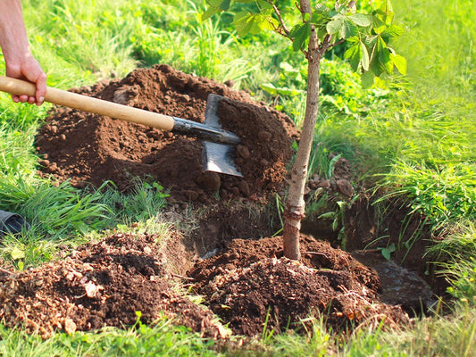 Offrir un arbre comme cadeau durable pour marquer un événement de vie important