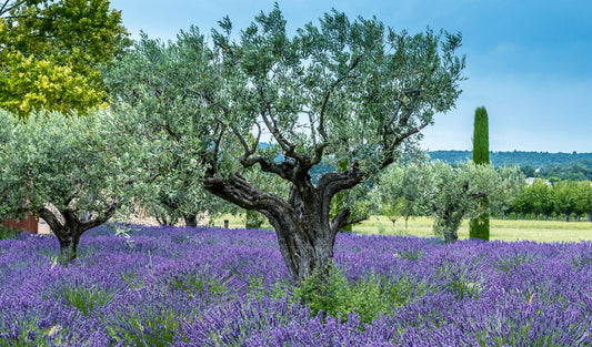 Arbres résistants à la sécheresse dans jardin sec, vente en ligne Juste un Arbre