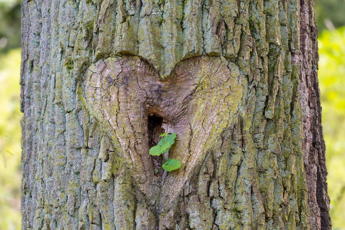 6 Arbres à Offrir pour une Saint-Valentin Inoubliable : Des Cadeaux Qui Grandissent avec le Temps