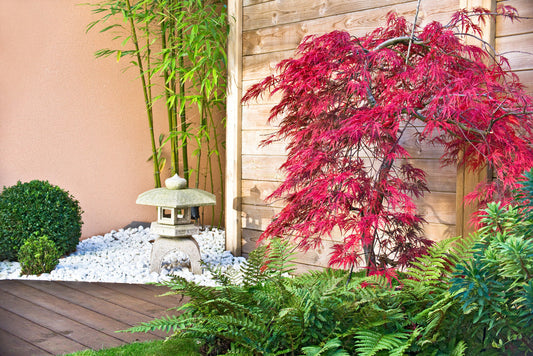 erable japonais dans un jardin europeen ambiance apaisante et lumineuse