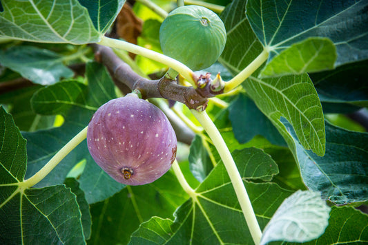 figuier jardin branches étalées arbre fruitier lumière naturelle extérieur