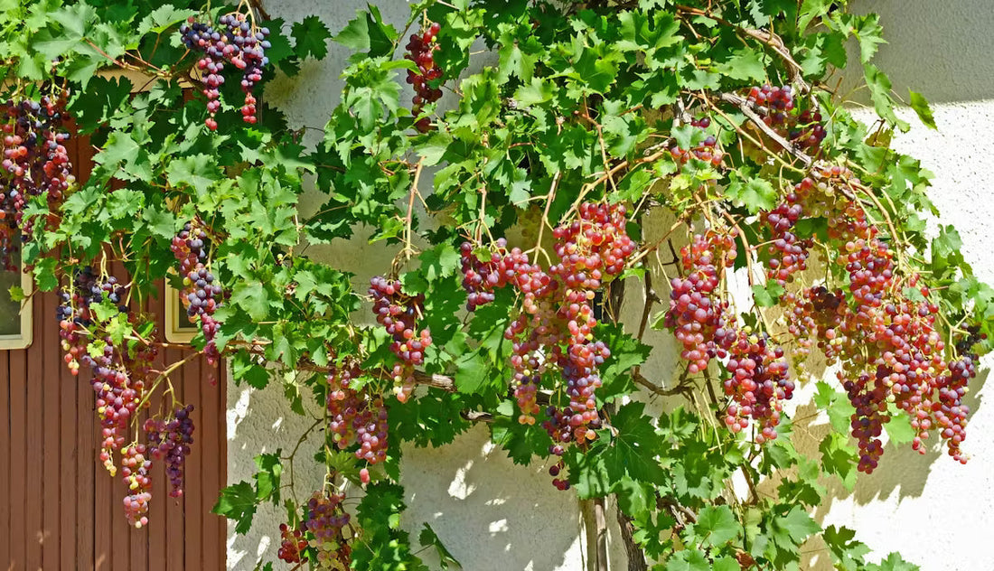 plantation pied de vigne jardin étape trou plantation