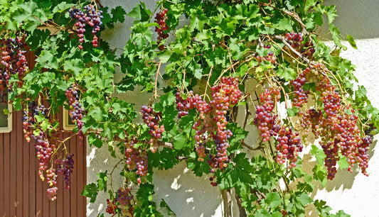 plantation pied de vigne jardin étape trou plantation